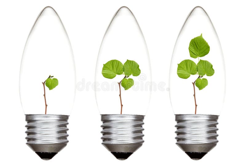 Plants Growing Inside the Light Bulbs Stock Photo Image of equipment