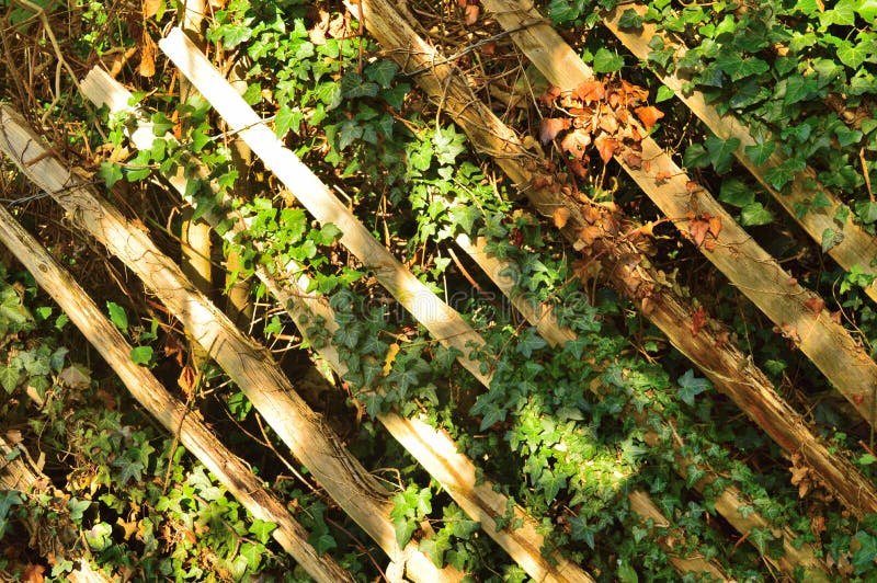 Plants Growing on a Lattice Stock Photo Image of agriculture, leaf