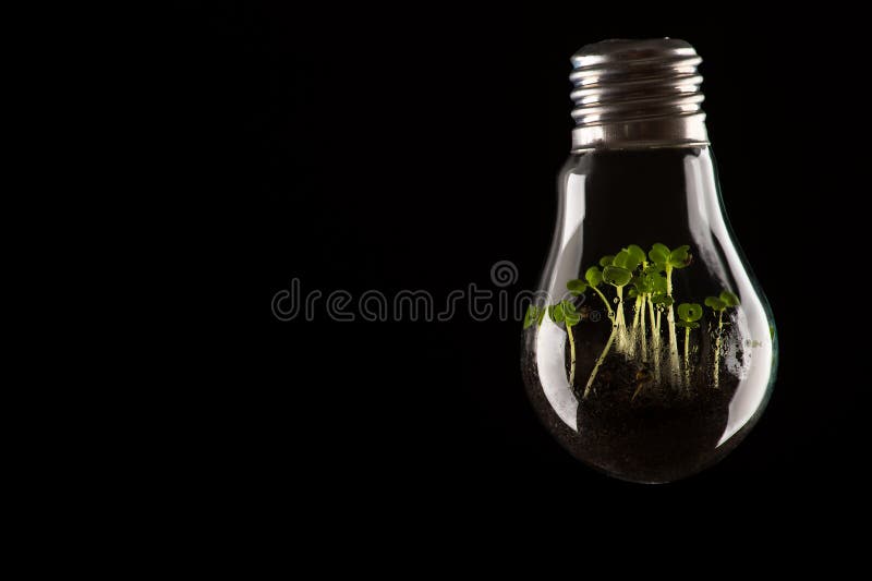 Plants Growing in Light Bulb Stock Image Image of green, renewable