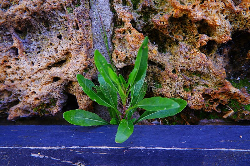 Plants Growing between Rocks Stock Photo Image of autumn, natural