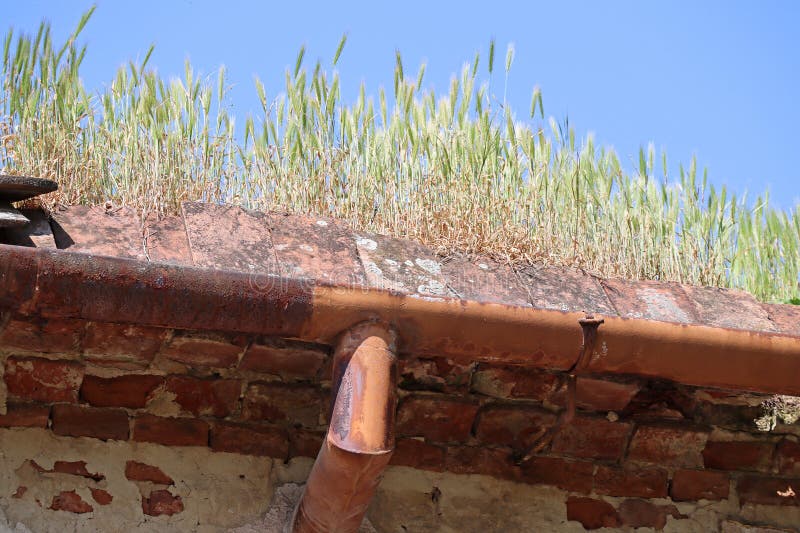 Plants are growing on the roof of an old house royalty free stock photo