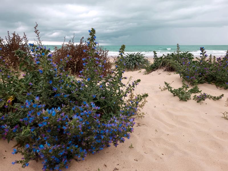 Plants in the Sand on the Beach Stock Photo Image of sand, beauty
