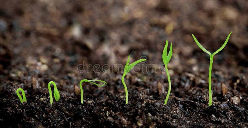 Plants growing from soil