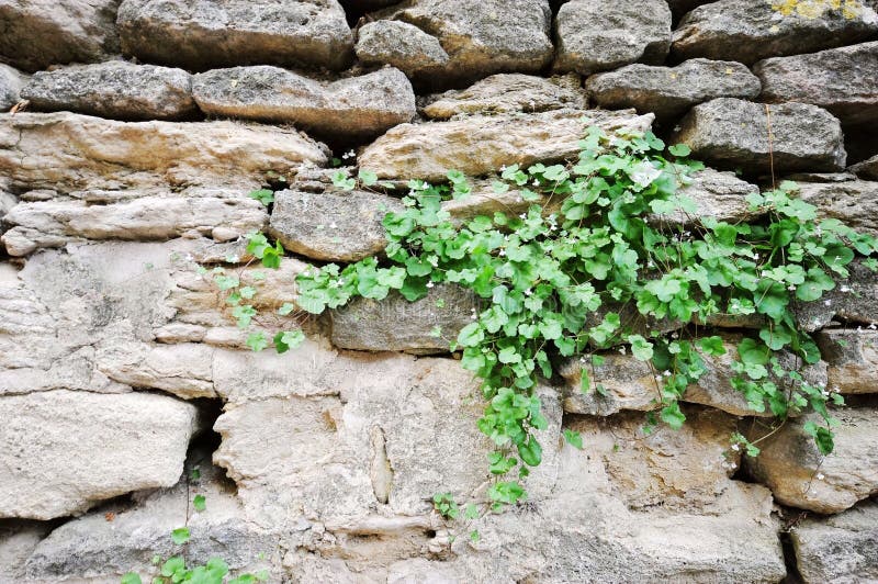 Plants Growing on Stone Walls Stock Photo Image of green, climbing 251029610