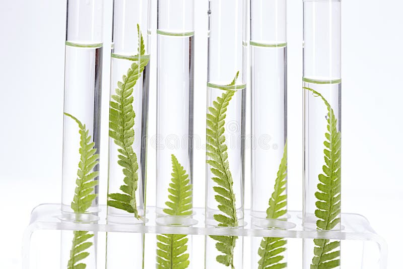 Plants growing in test tubes