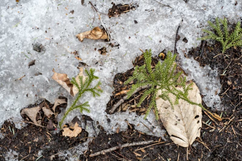 Plants Growing Wiht Melting Ice Stock Image Image of beauty, natural