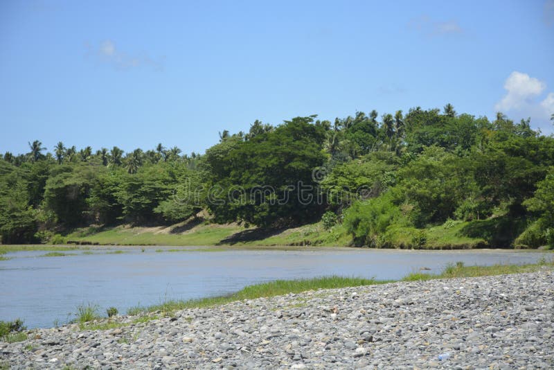 Plants Grown In the Riverbank of Padada-Miral River, Lapulabao, Hagonoy, Davao del Sur, Philippines royalty free stock image Plants Grown In the Riverbank of Padada-Miral River, Lapulabao, Hagonoy, Davao del Sur, Philippines royalty free stock image