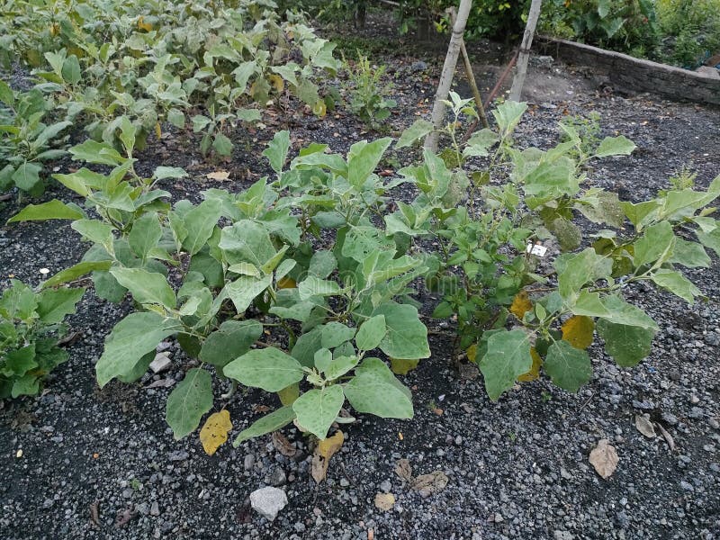 Plants have green leaves stock photo. Image of green 246495512