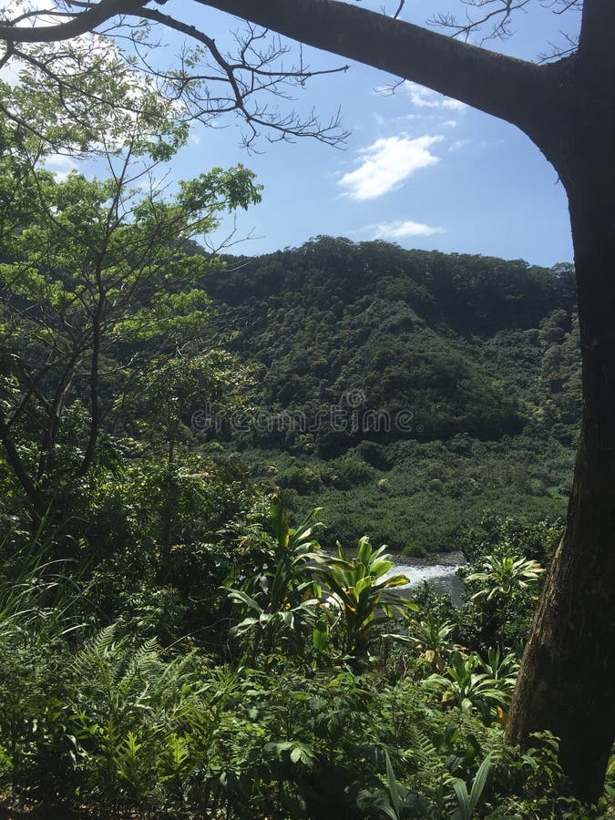 Plants in Hawaii stock image. Image of trees, water, plants 93311989