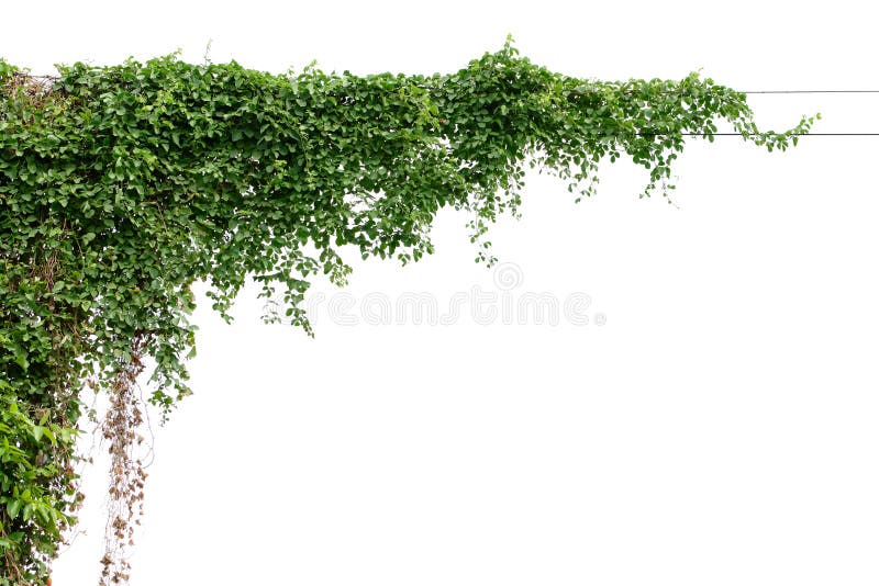 Plants ivy. Vines on poles on white background stock photo