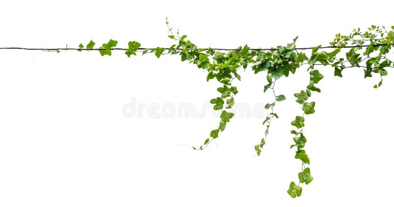 Plants ivy. Vines on poles on white background stock photos
