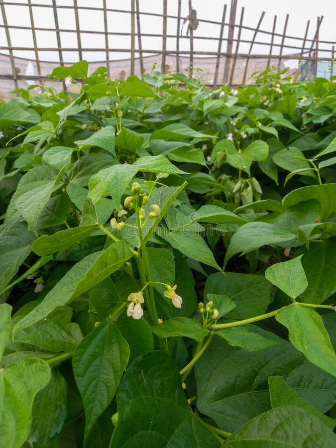 Plants of the Kidney Bean with Flowers on a Plantation, View from the