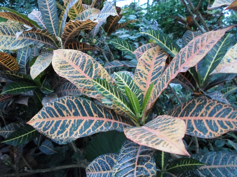 Plants With Large Multicolored Leaves, Croton, Codyium