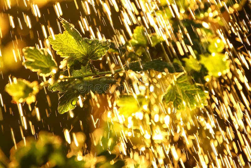 Plants Leaves Under a Heavy Rain Shower with Waterdrops in the Rays of