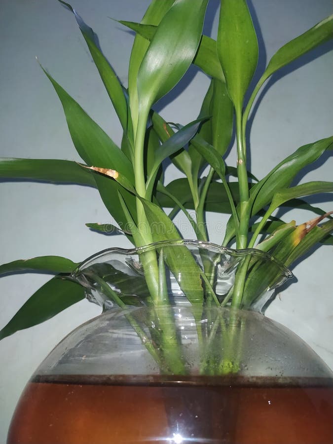 Plants that Live in Water . Stock Image Image of tanks, live 264454319