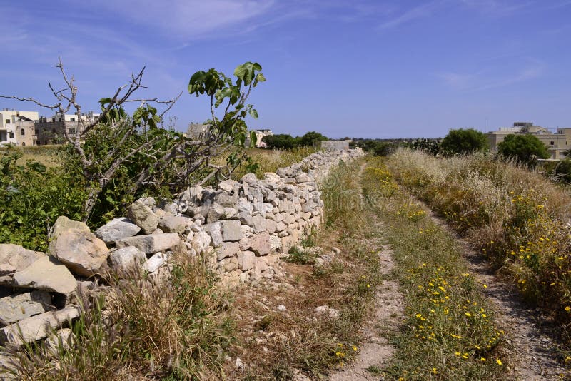 Plants of Malta stock photo. Image of sunset, daylight 56128112
