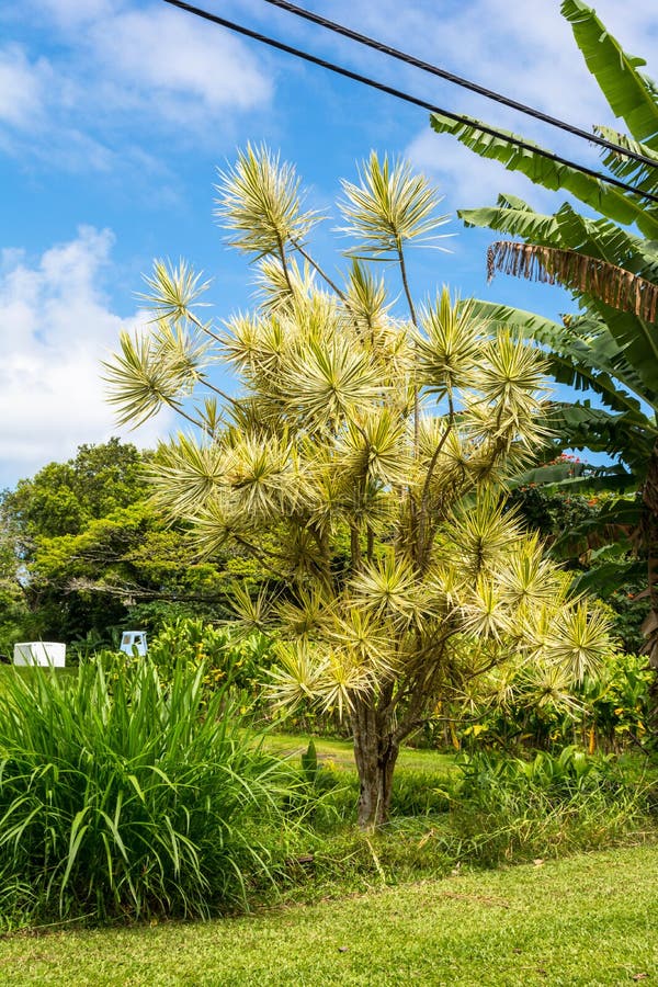 Plants in Maui, Hawaii stock photo. Image of pacific 57665830