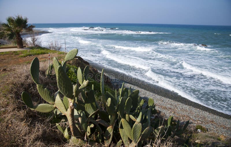 Plants on Mediterranean Coast Stock Image Image of blue, green 29199671