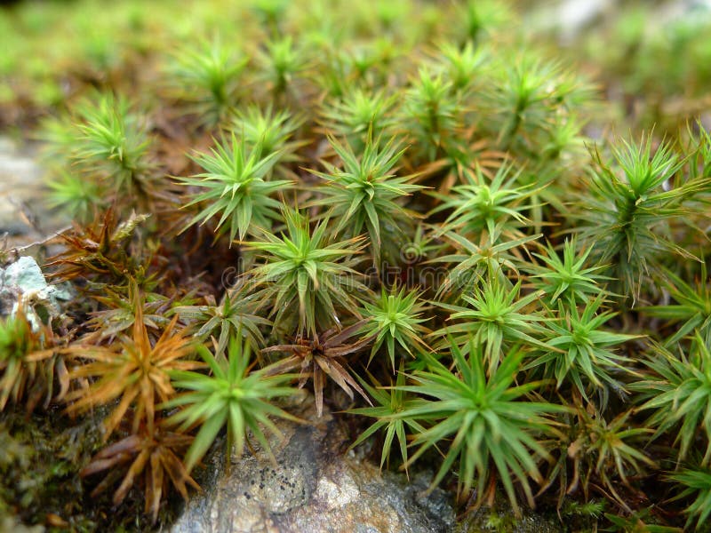 Here are known to be approximately 14,500 species of mosses. Mosses are plants characterized mainly by a lack of vascular tissue, tissues used for transporting water and nutrients through vascular plants and also helping keep their structure. Mosses also spend most of their lives in the hapliod stage. Here are known to be approximately 14,500 species of mosses. Mosses are plants characterized mainly by a lack of vascular tissue, tissues used for transporting water and nutrients through vascular plants and also helping keep their structure. Mosses also spend most of their lives in the hapliod stage