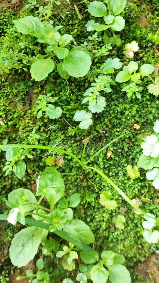 Plants and Mosses that Live in Moist Soil Stock Photo Image of mosses