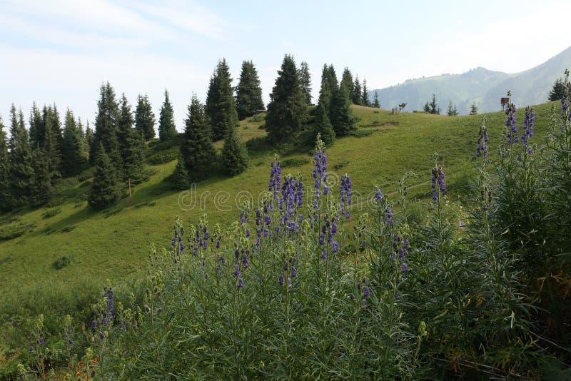 Plants in the mountains. stock photo. Image of summer 154335242
