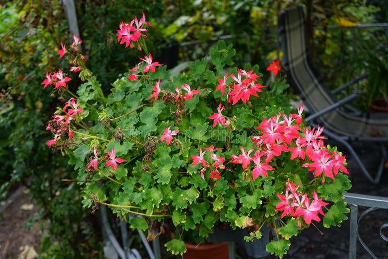 Pelargonium zonale `Fireworks Red-White` in a flower pot. Berlin, Germany