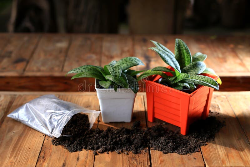 Plants in Orange Pot and Soil Stock Photo Image of indoor, soil 84061162