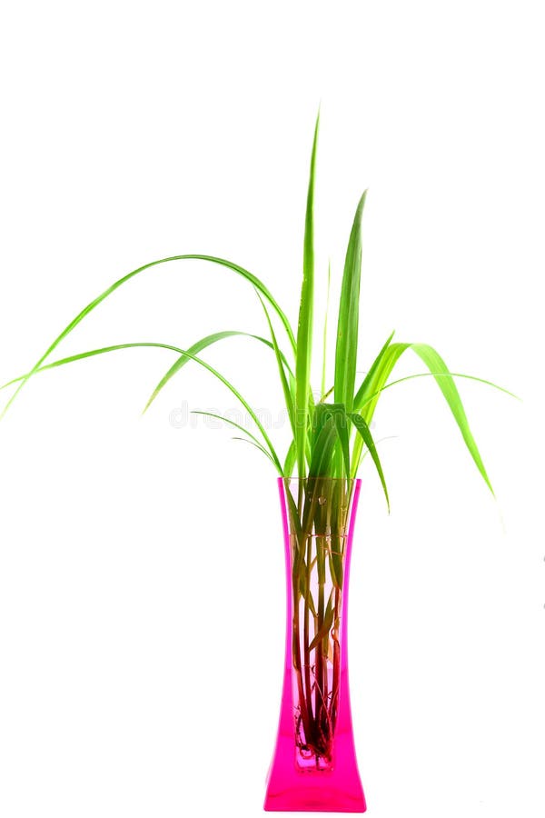 Plants in a pink vase isolated on white backgroung