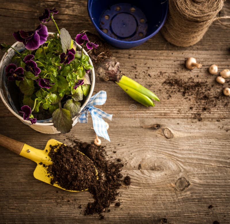 Plants for Planting and Garden Accessories Stock Photo - Image of