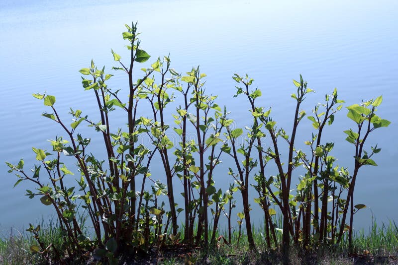 Plants on pondside