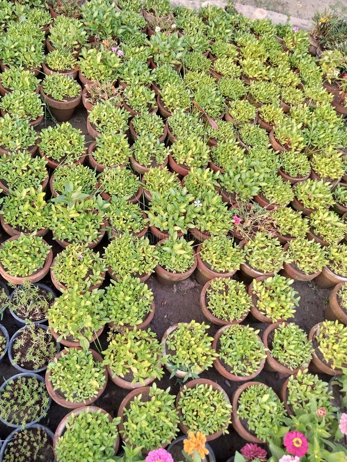 Plants in Flower Pots in Nursery Stock Photo Image of pots, plants