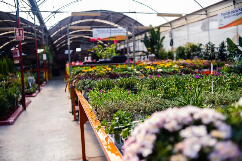 Green Flowering Plant Growing In The Garden Nursery Stock Image