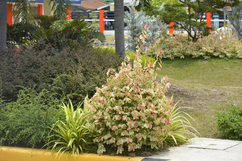 Plants in the premises of DPWH office, Digos City, Davao del Sur, Philippines stock photo Plants in the premises of DPWH office, Digos City, Davao del Sur, Philippines stock photo