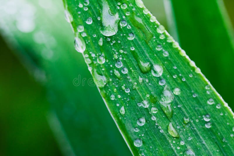 Plants after a rain