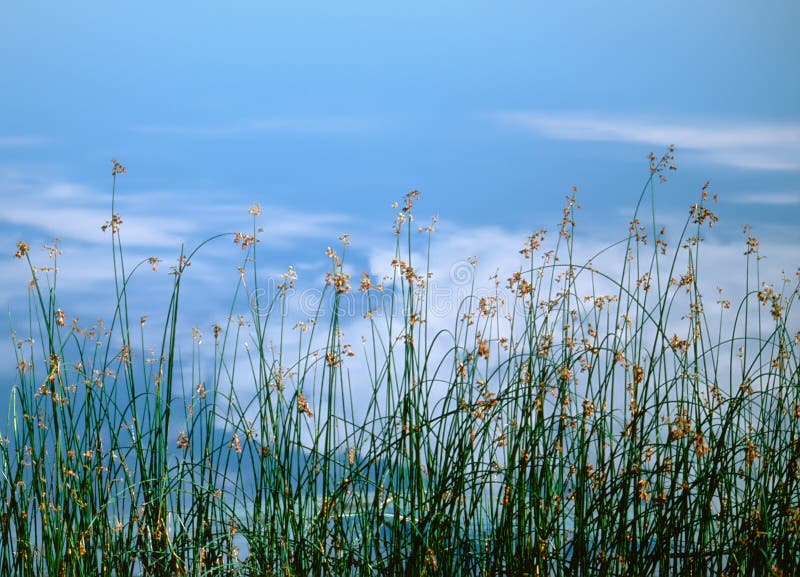 Plants on the river bank stock photo. Image of floral 101321968