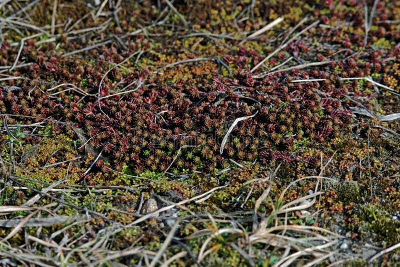 Plants at the river Danube in Slovakia