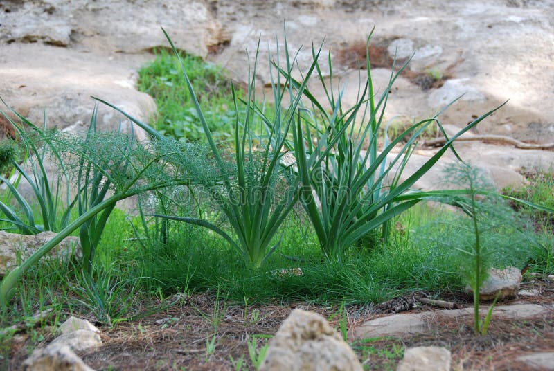 Plants on a rock