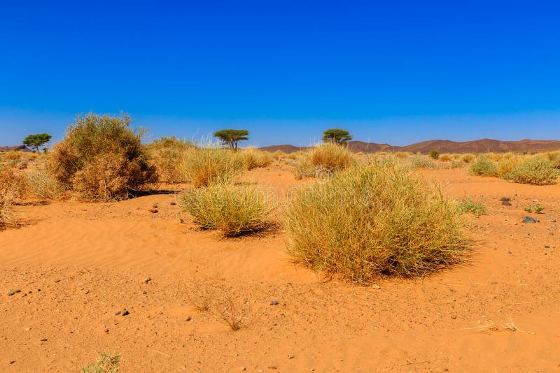 Plants In The Sahara Desert Stock Image - Image of tree ...