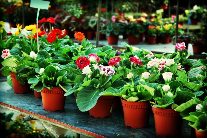 Plants for sale stock image. Image of sale, plastic, garden 16041333