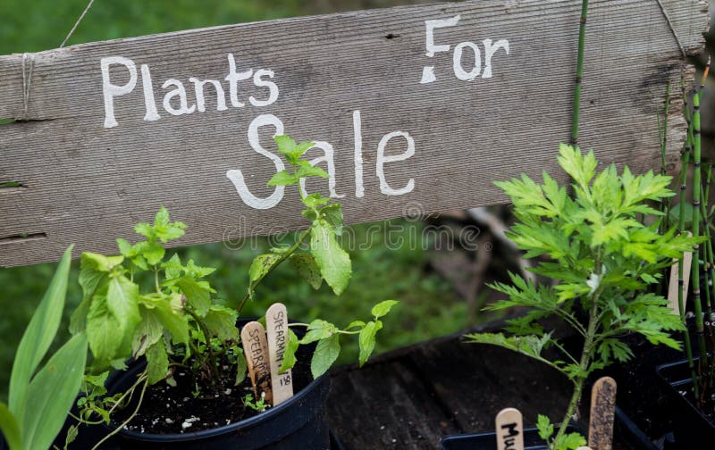 sign plants garden plant clubs area notes events dreamstime rustic buffalo