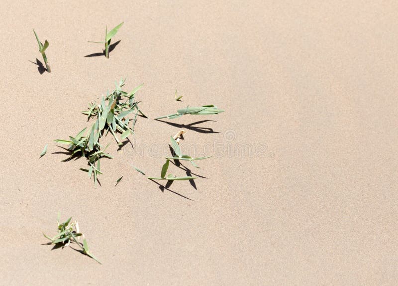 Plants in the sand in the desert