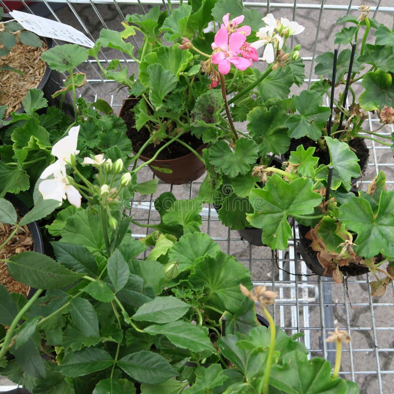 Plants in small pots for planting in the garden in a shopping ca stock image Plants in small pots for planting in the garden in a shopping ca stock image