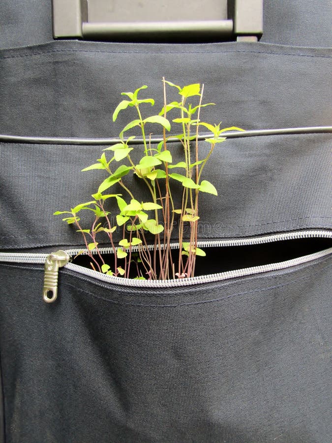 Plants Sticking Out of Luggage Pocket Stock Photo Image of plants, handle 184665152