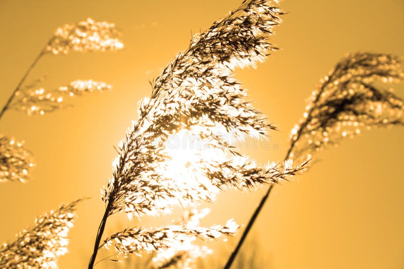 plants in the sun stock images plants in the sun stock images
