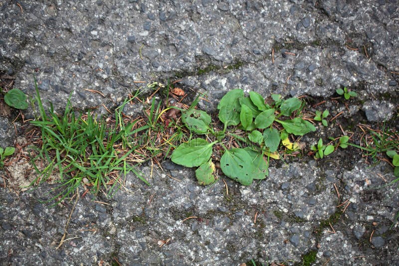 Plants on a tarred road. stock photos