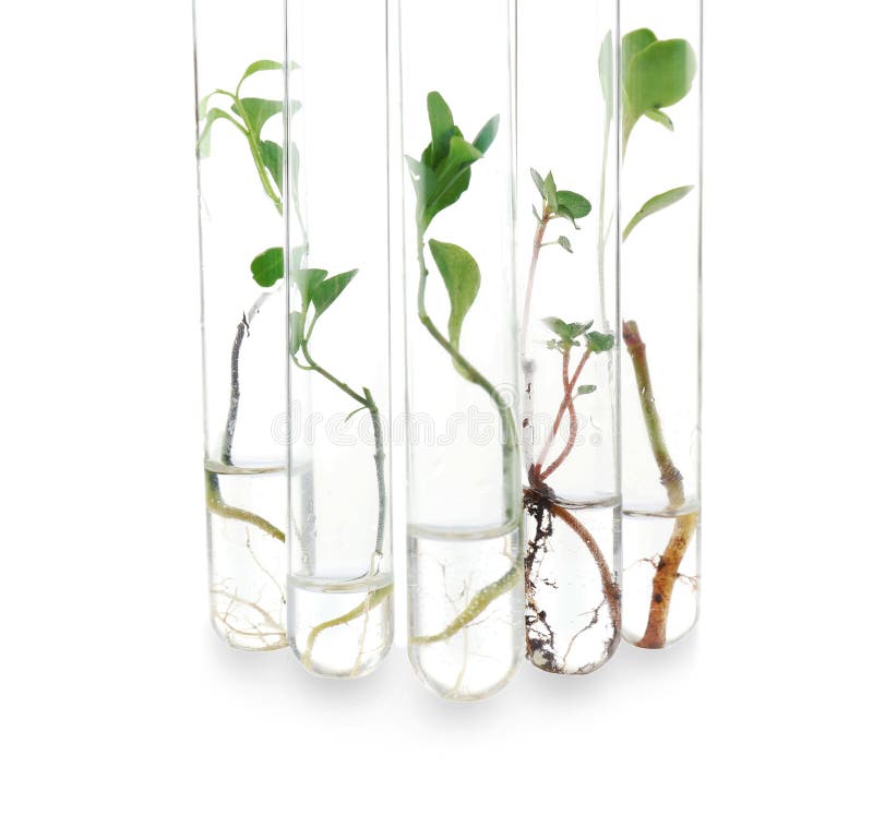 Plants in test tubes stock photo. Image of biotechnology
