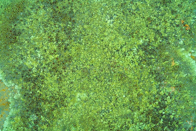 Plants texture seamless high quality stock photography.