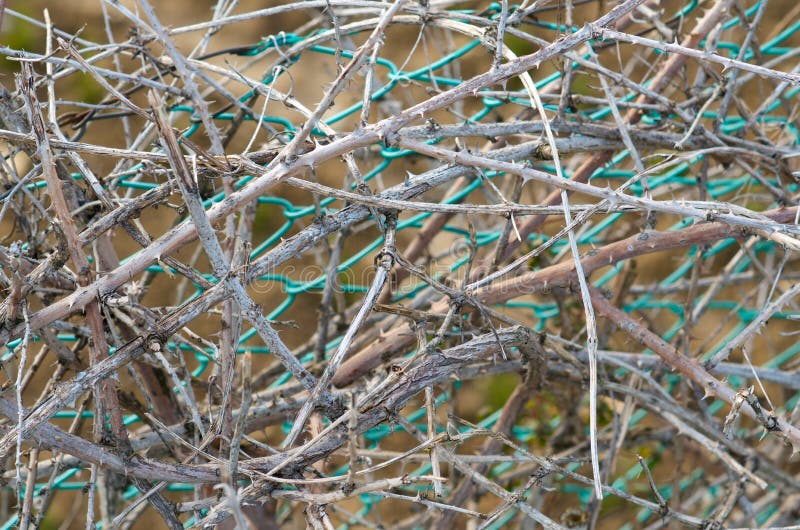Plants with thorns stock image. Image of pole, scenics 37862539