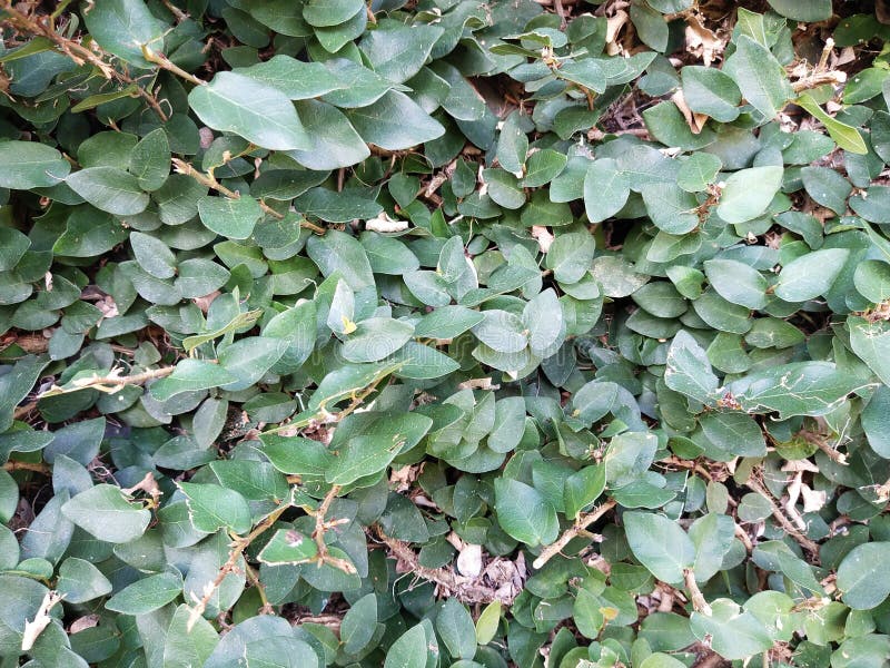 The Plants Thrived by Vines Up the Walls Stock Photo Image of vines