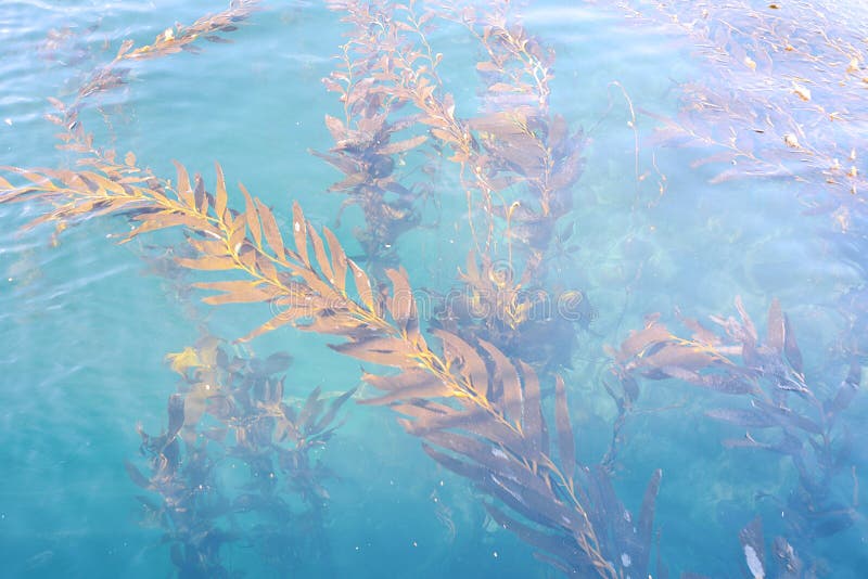 Plants under the water. stock photo. Image of aquatic 98370944